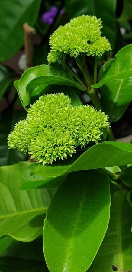 Ixora 10