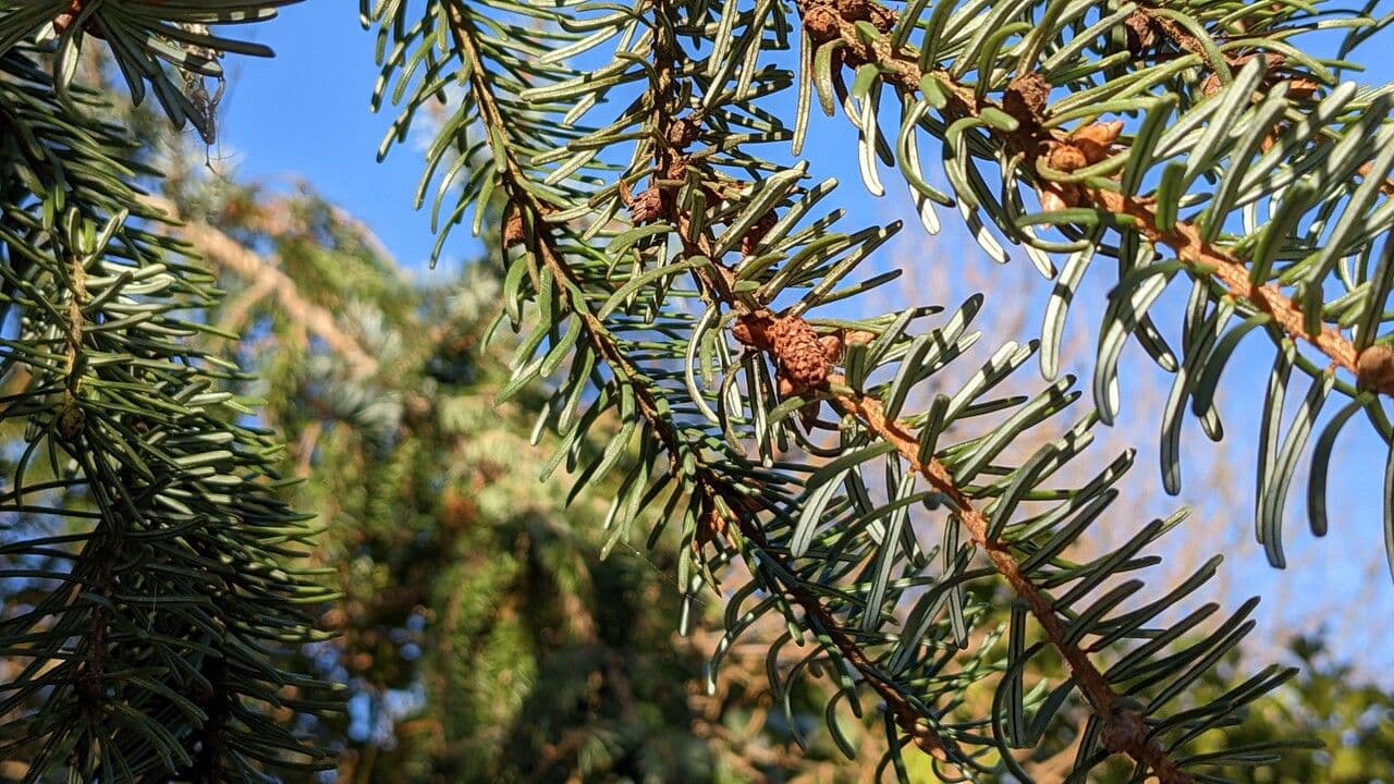Omorikafichte 10