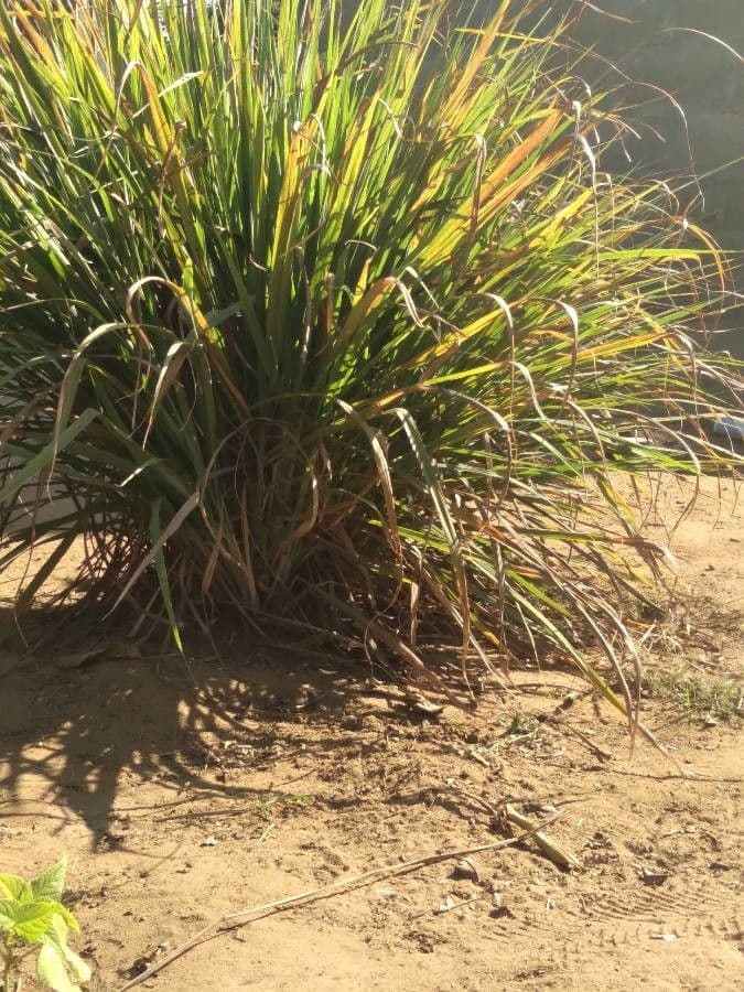 Citronella 25
