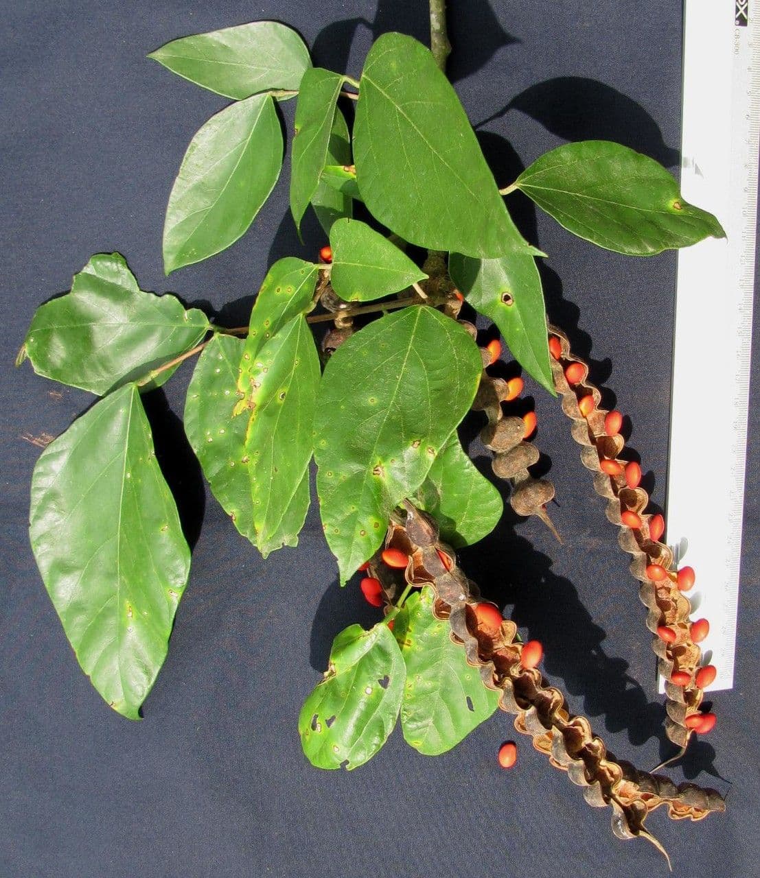 Erythrina 12