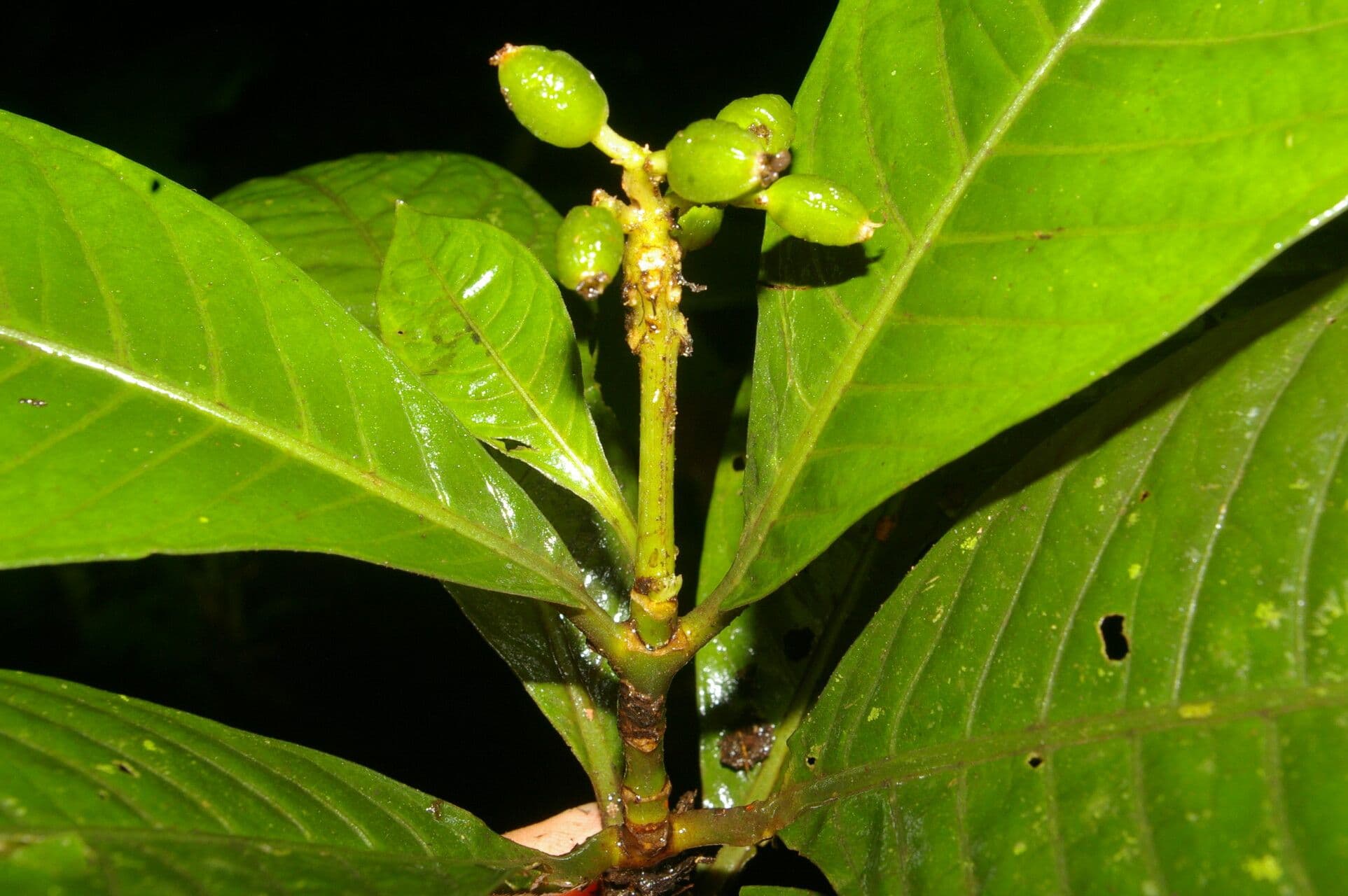 Psychotria 9