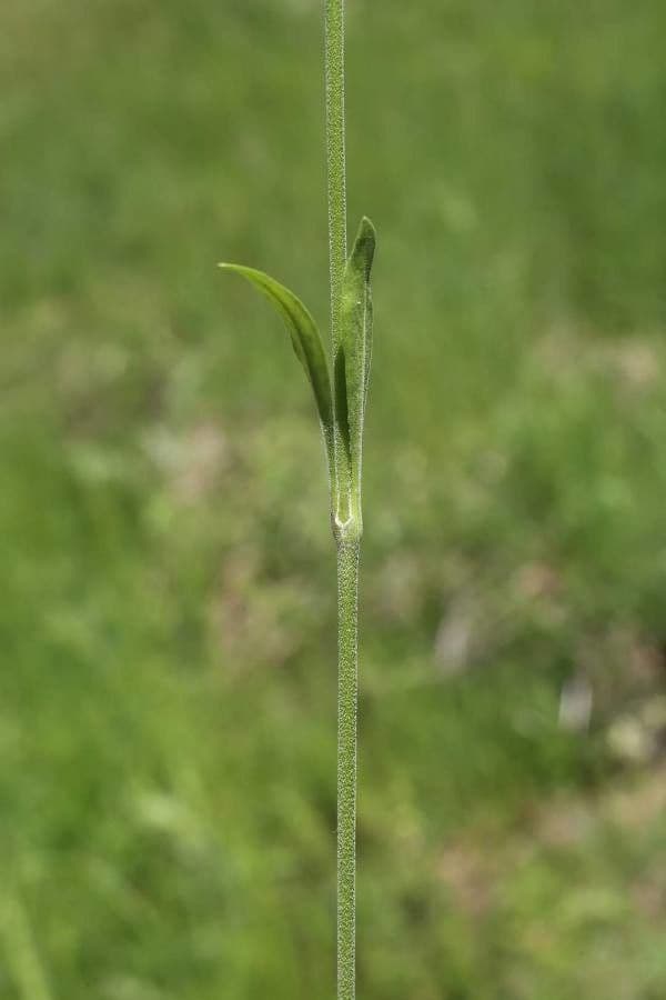 Silene 6