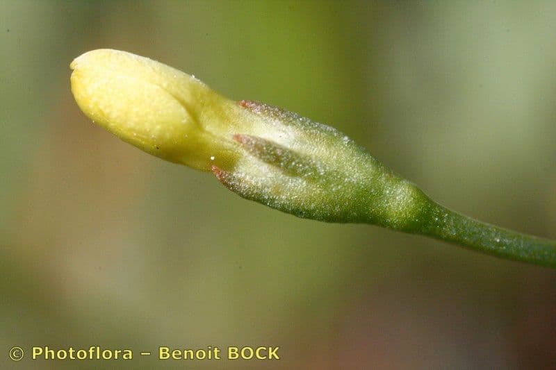 Cicendia filiformis 2