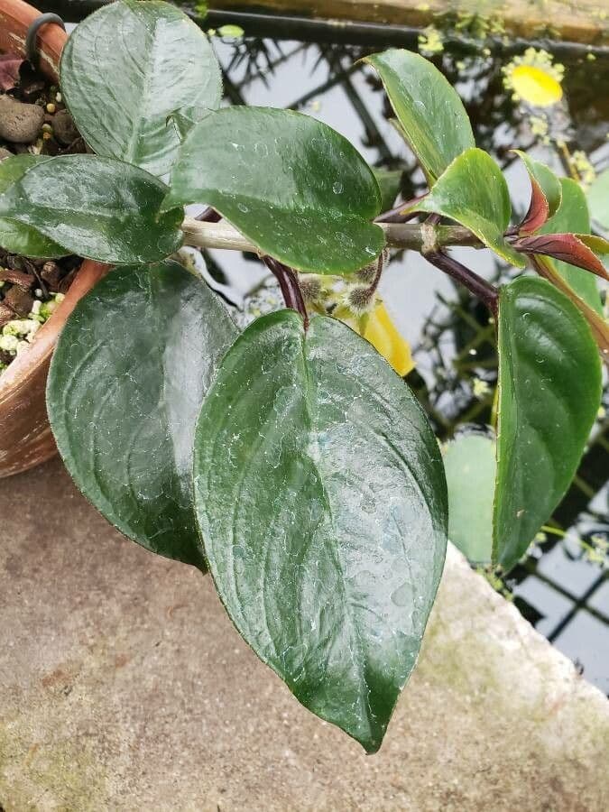 Nematanthus 3