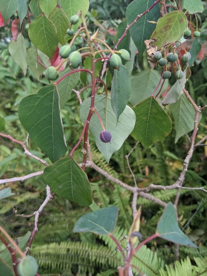 Homalanthus populifolius 5
