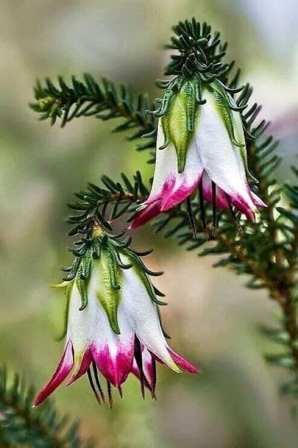 Darwinia 4