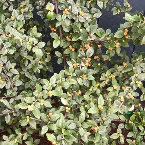 Cotoneaster di Franchet 20