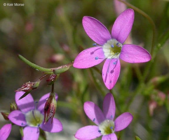 Navarretia leptalea 5