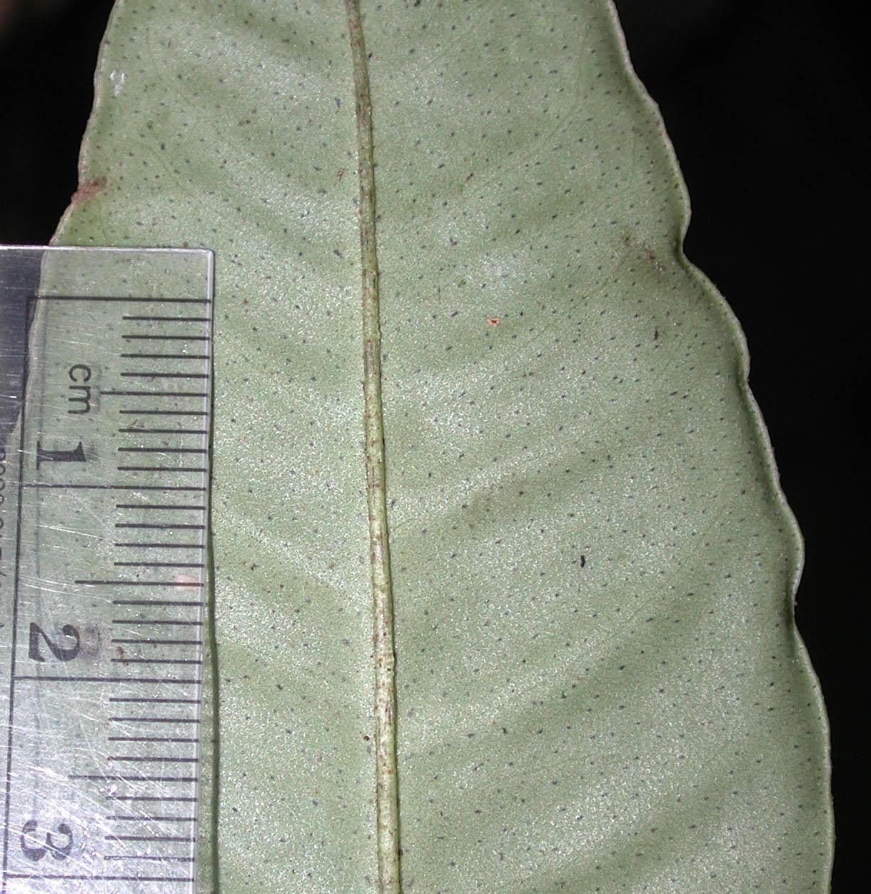 Hymenandra 8