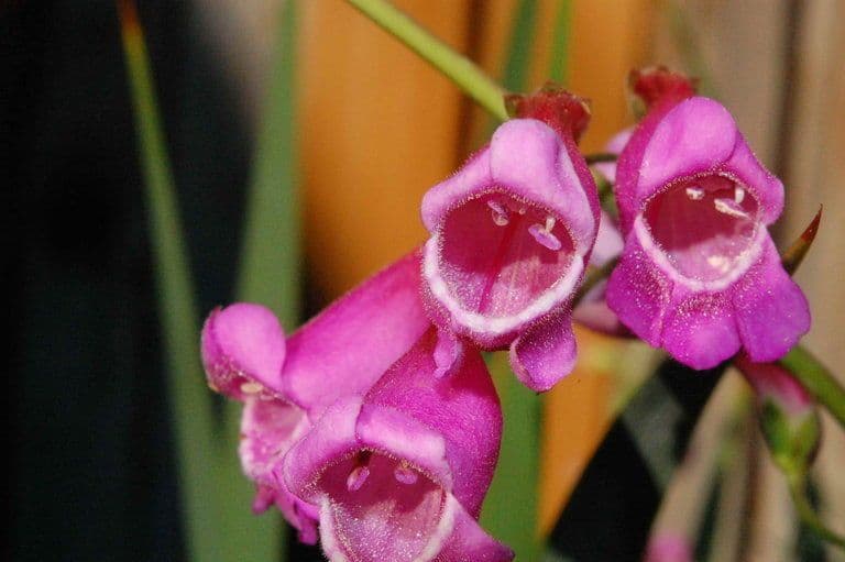 Penstemon