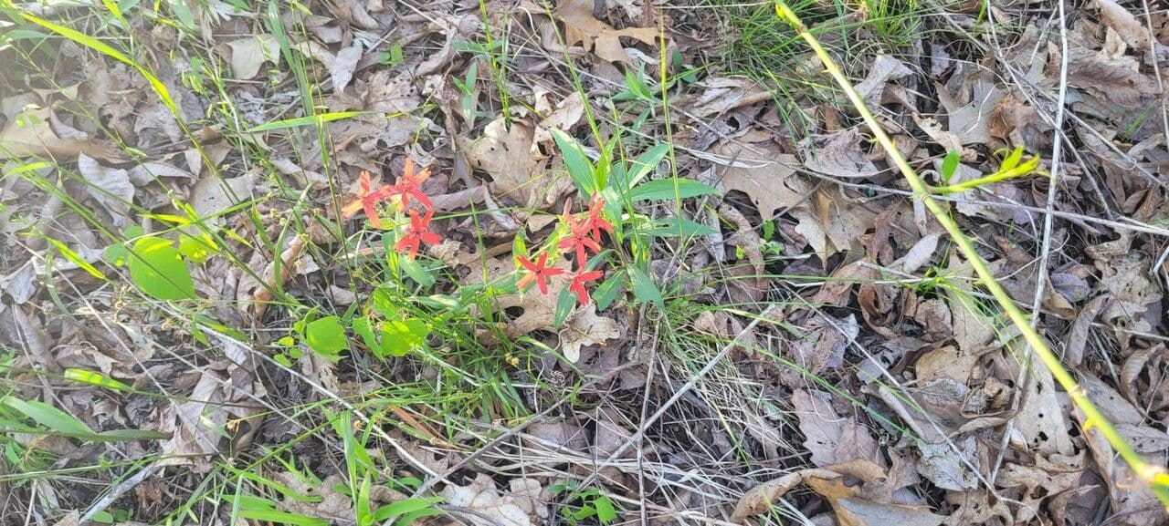 Silene virginica 11