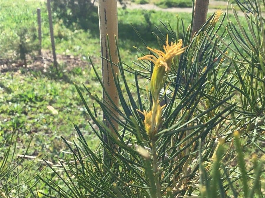 Banksia 2