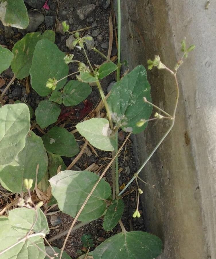 Boerhavia scarlatta 9