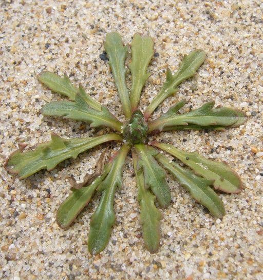 Agoseris apargioides 11