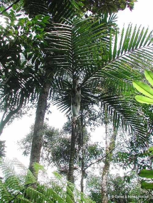 Burretiokentia 6