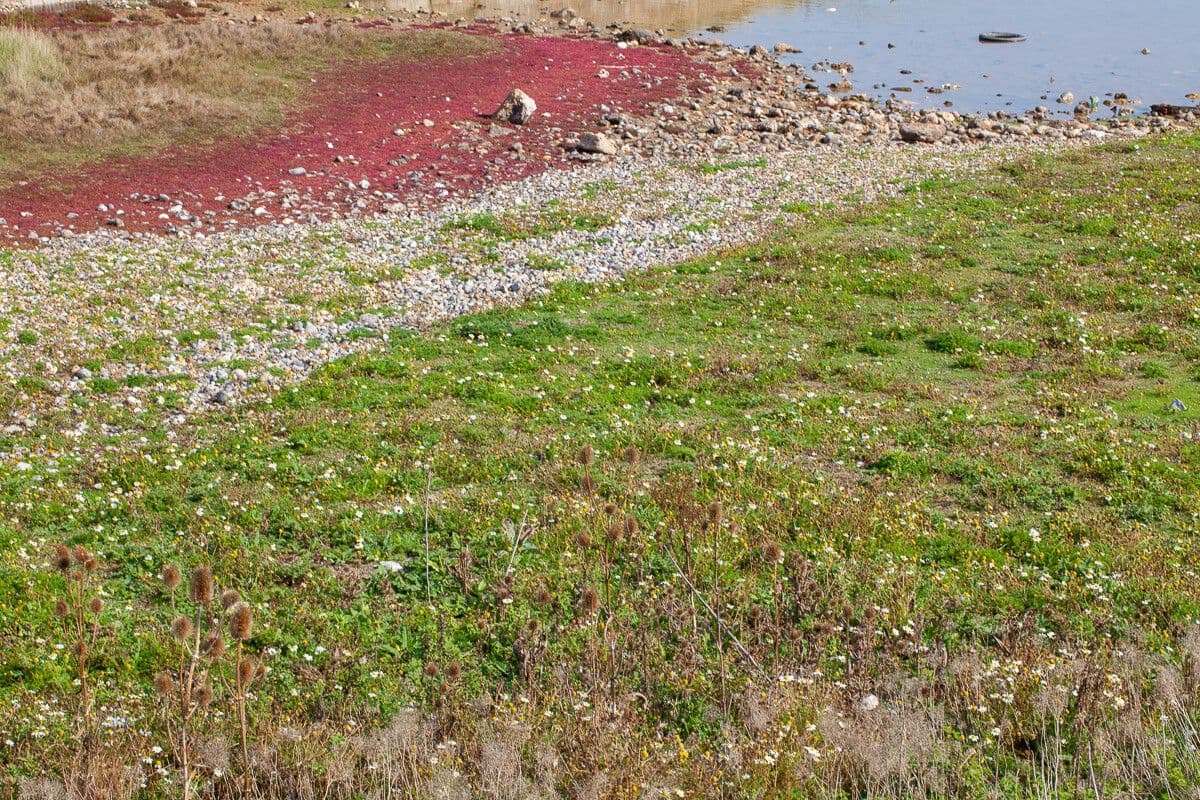 Slanorožec evropský 29