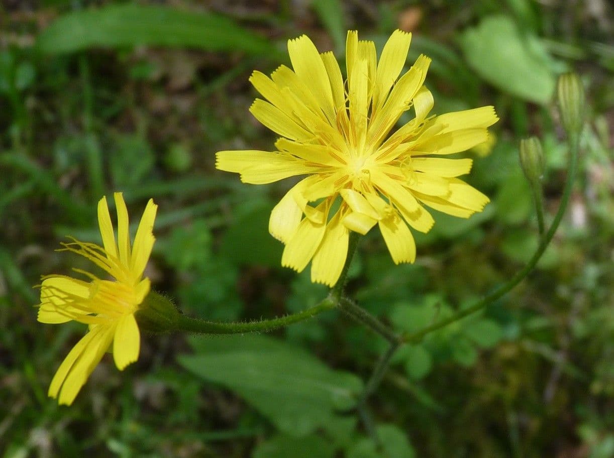 Radicchiella 2