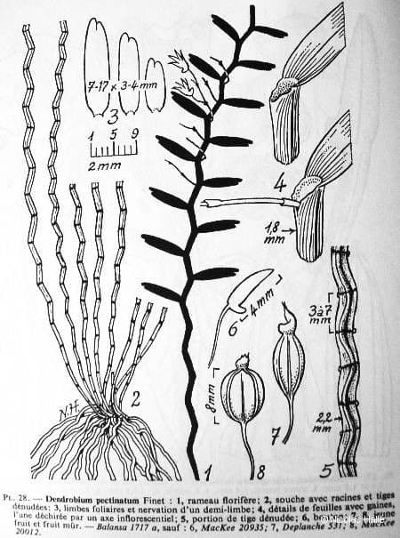 Dendrobium 17