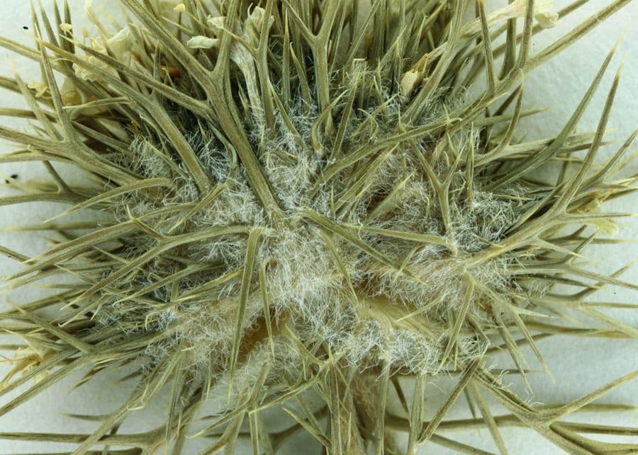 Needleleaf navarretia 2