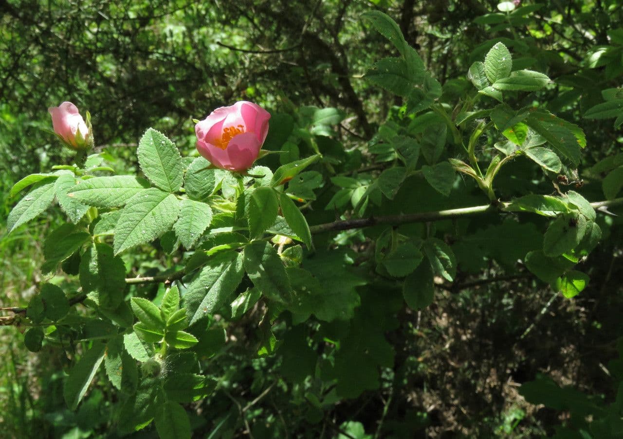Rosa tomentosa 11