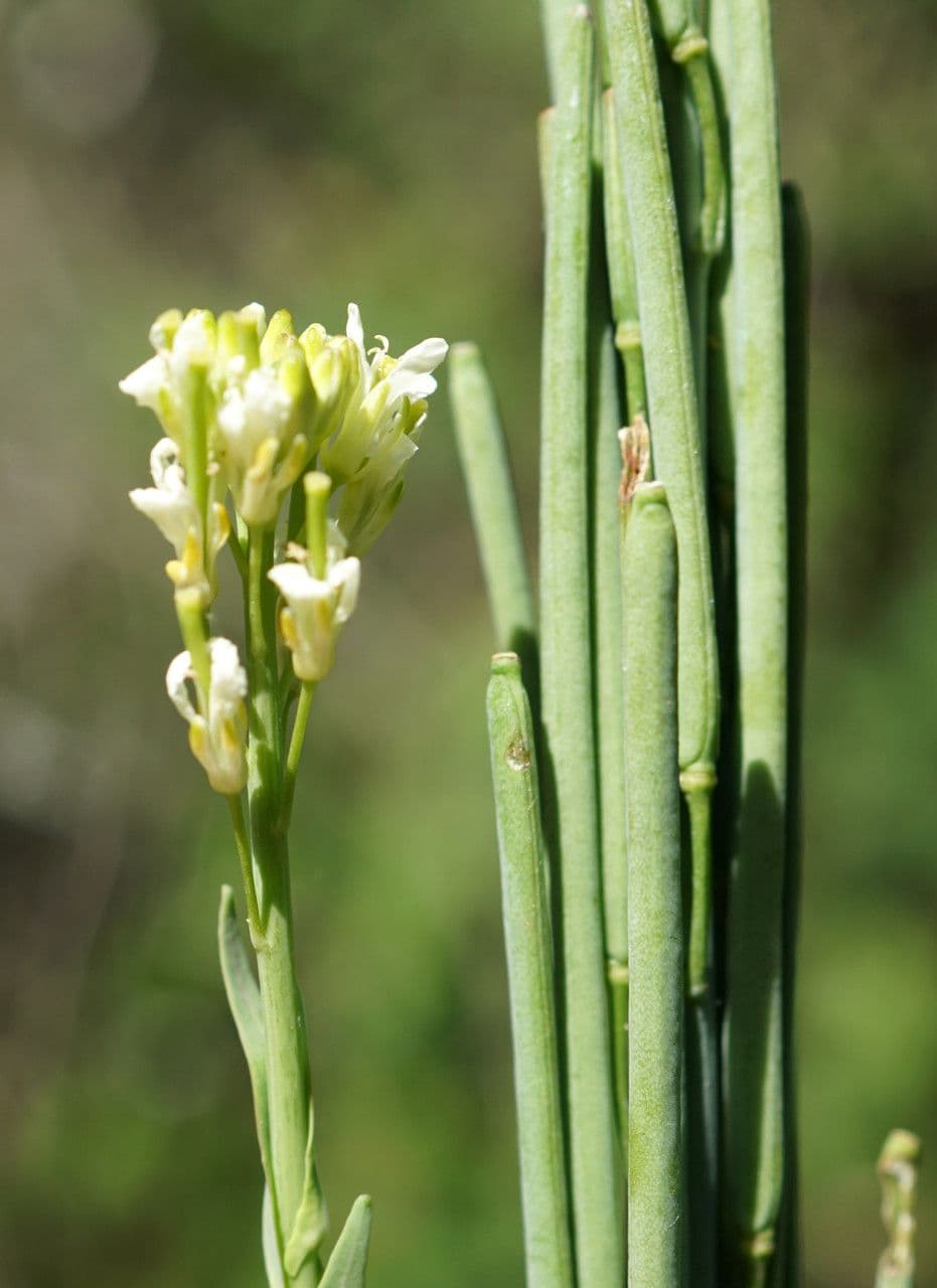 Arabetta liscia 2