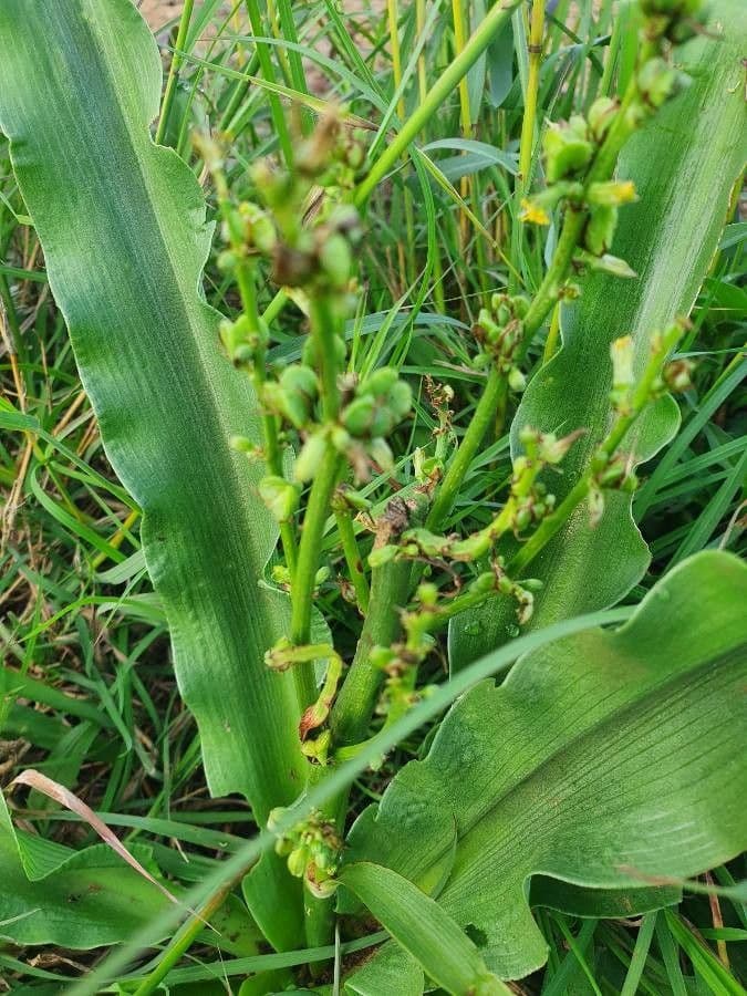 Chlorophytum gallabatense 4