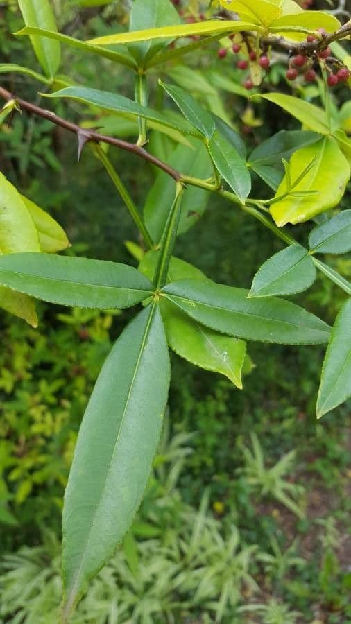 Zanthoxylum 16