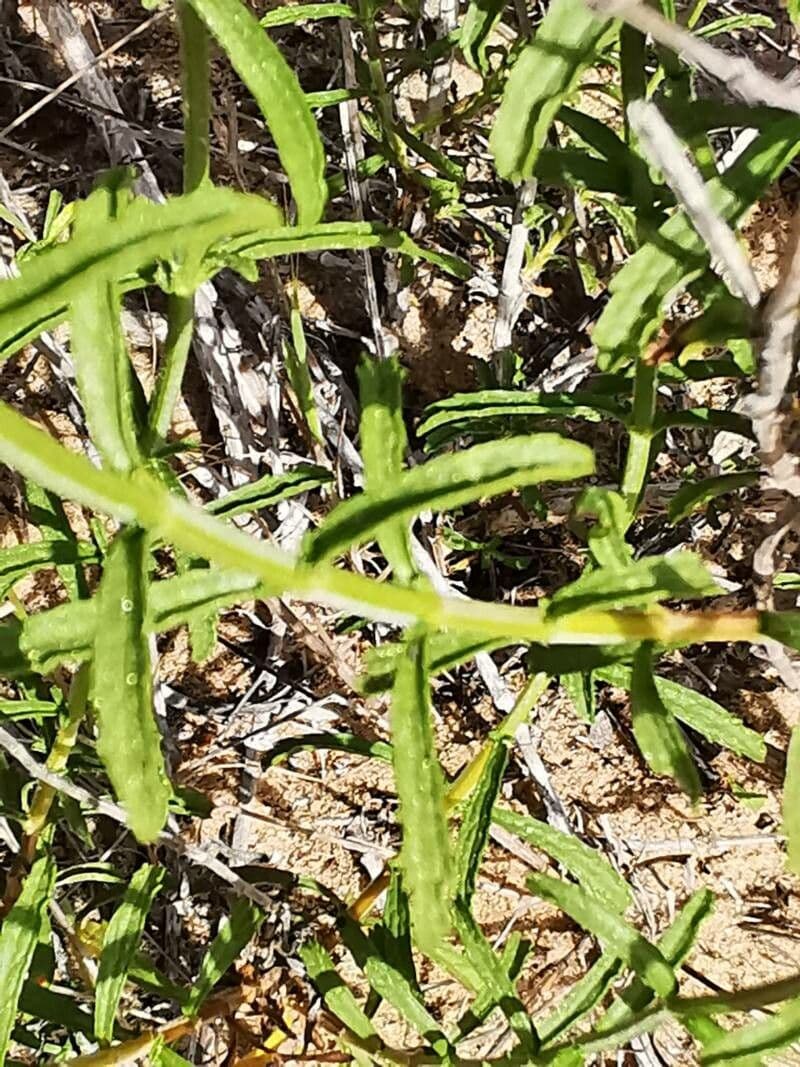 Sideritis hirsuta 19