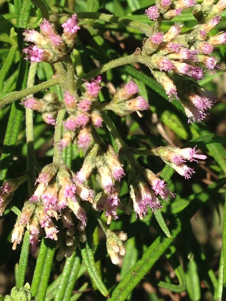 Monarrhenus 3