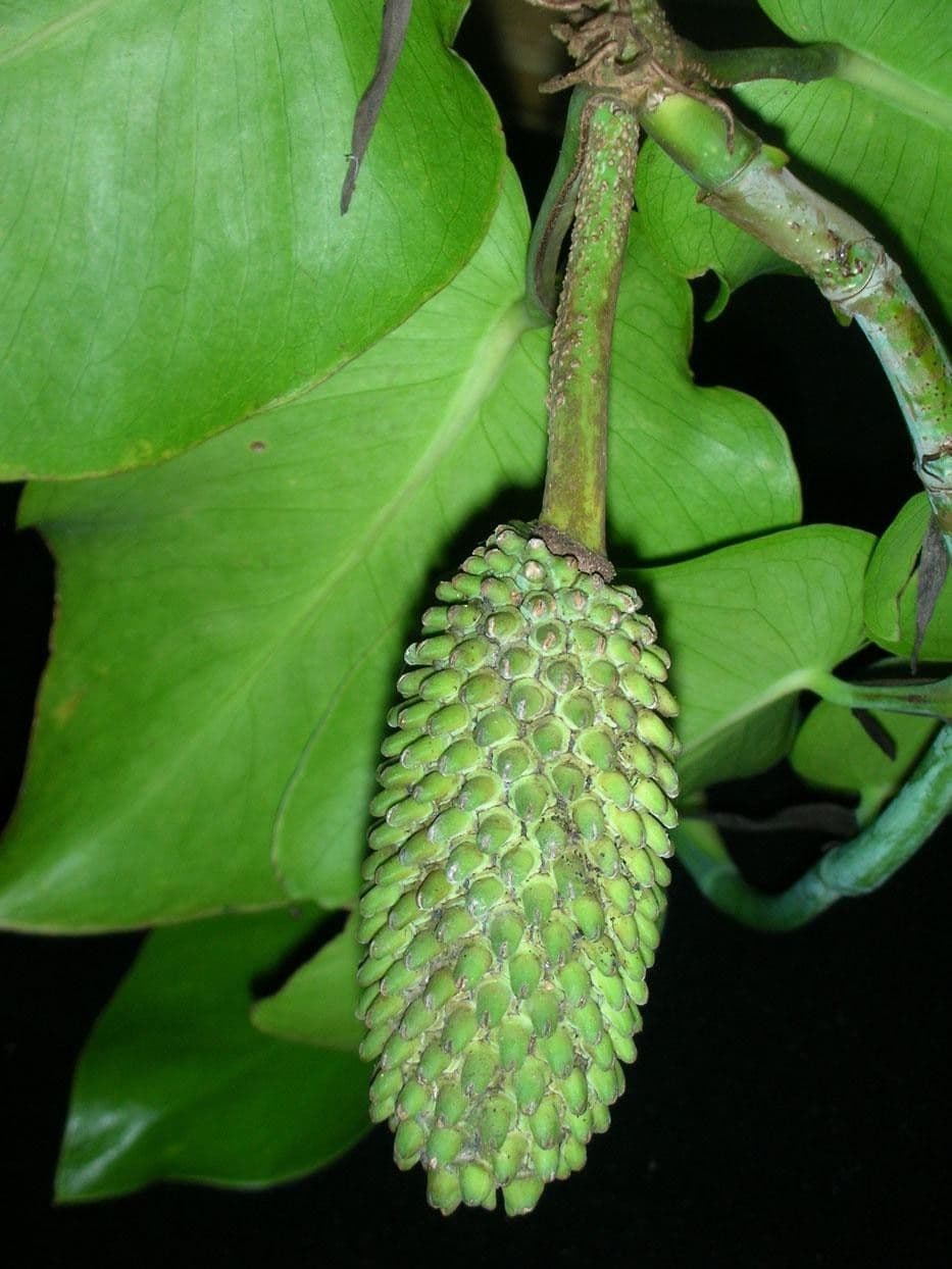 Monstera 6