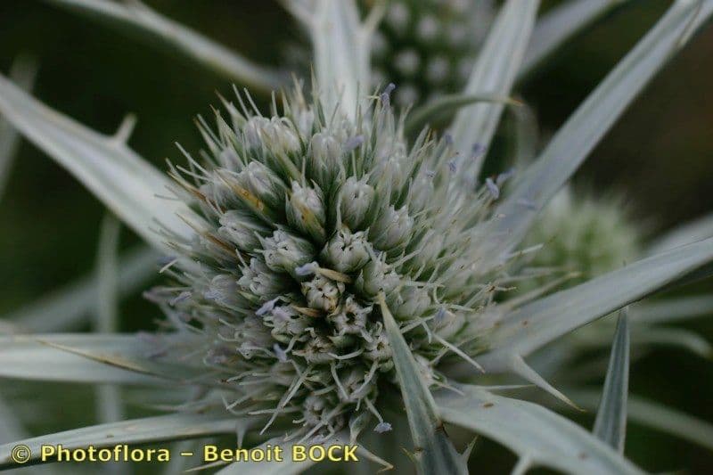 Eryngium glaciale