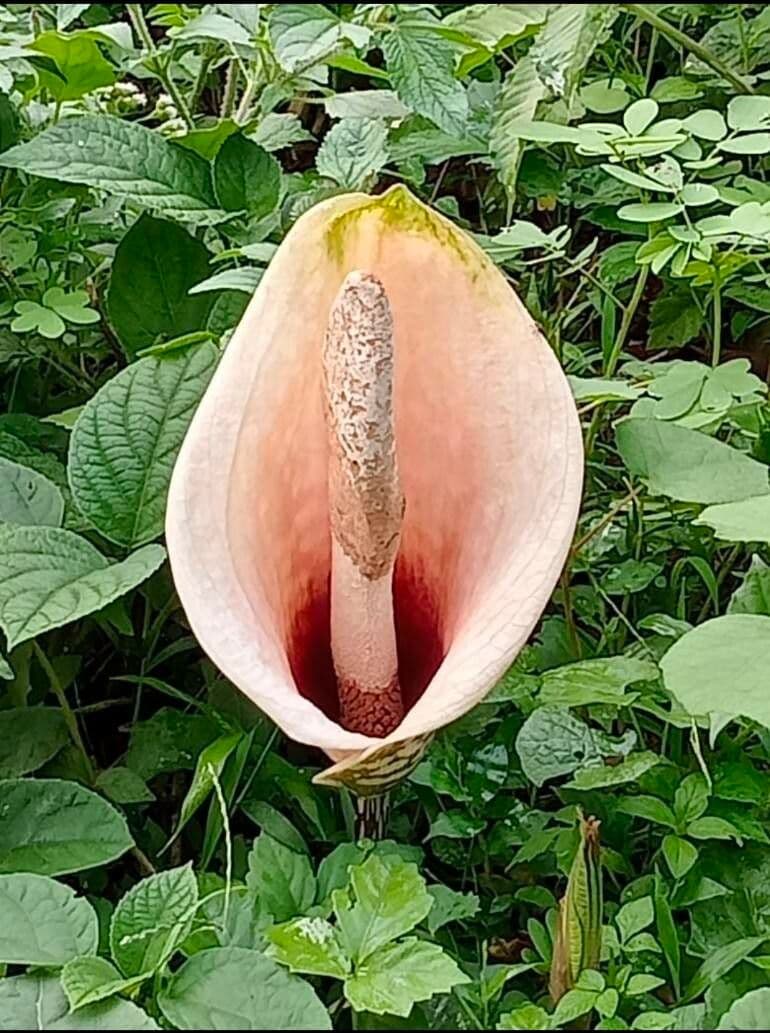 Amorfofalus