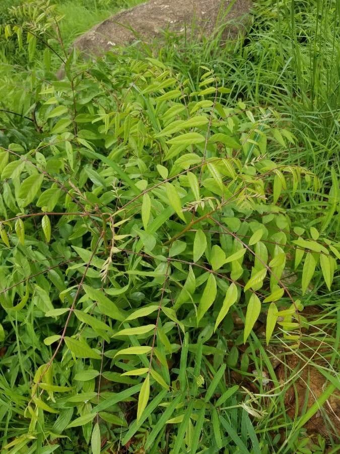 Zanthoxylum clava-herculis 11