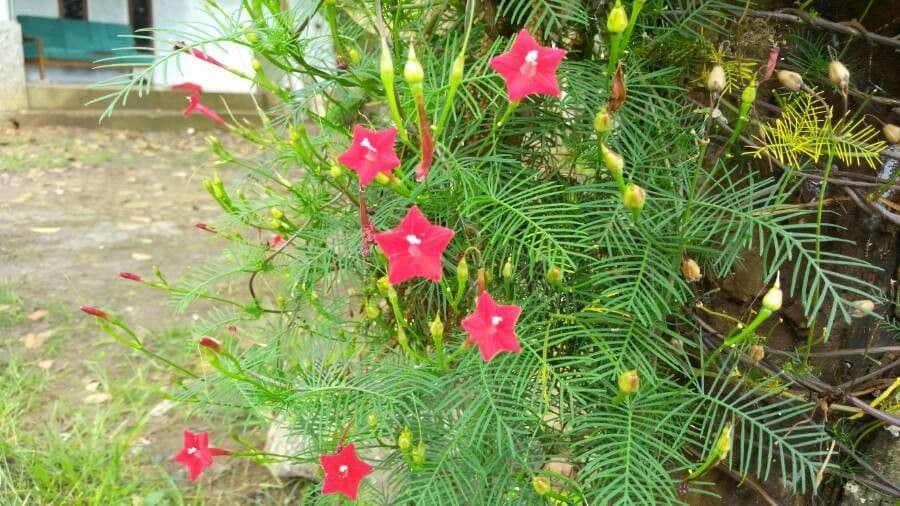 Ipomoea quamoclit 10