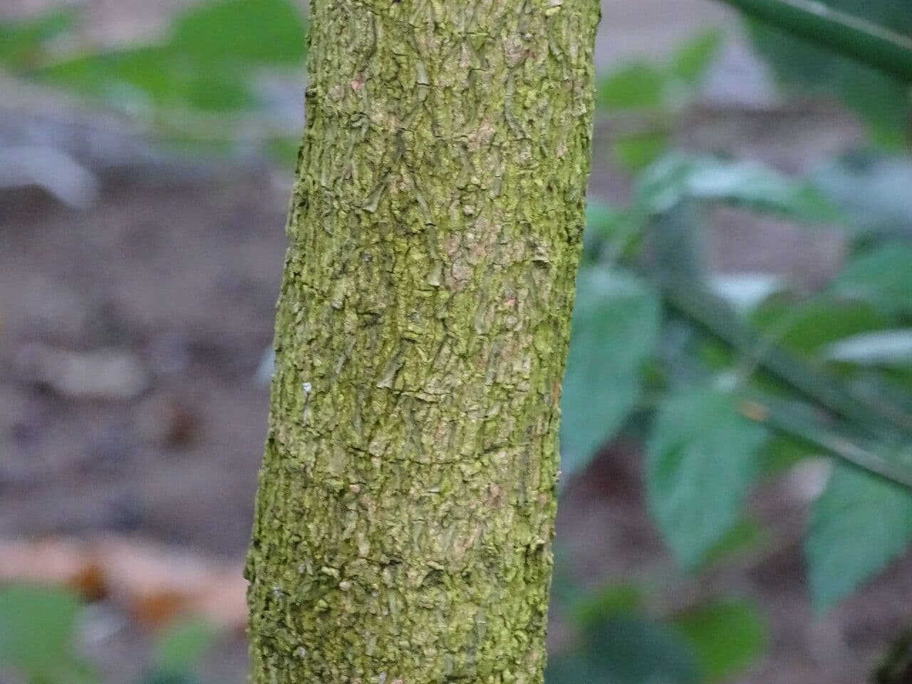 Erythrophleum 4