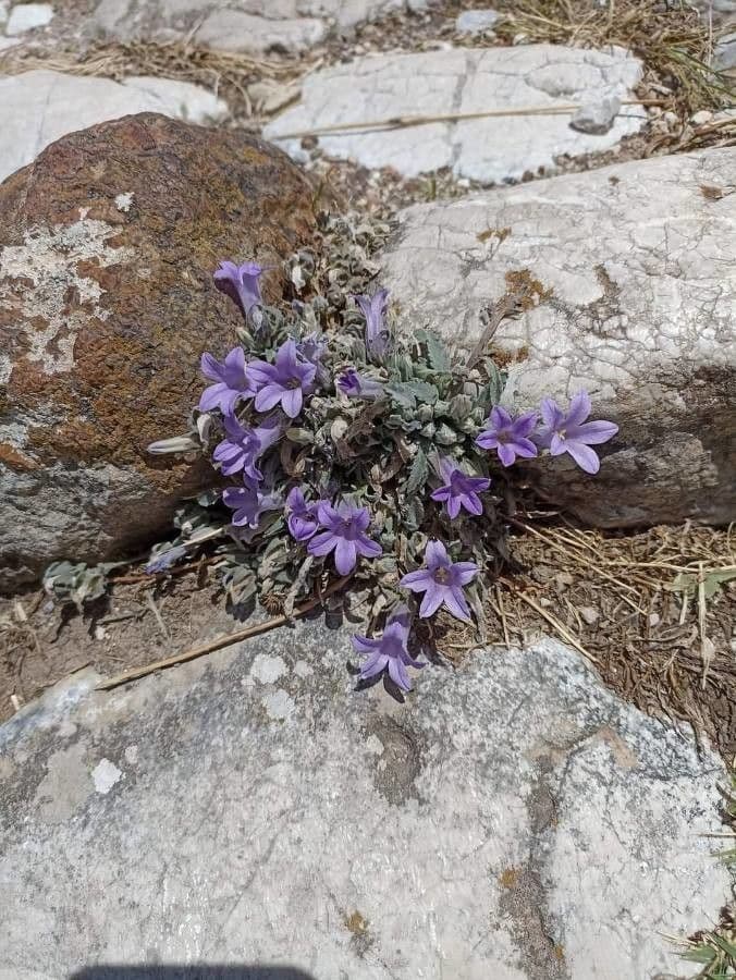 Campanula 6