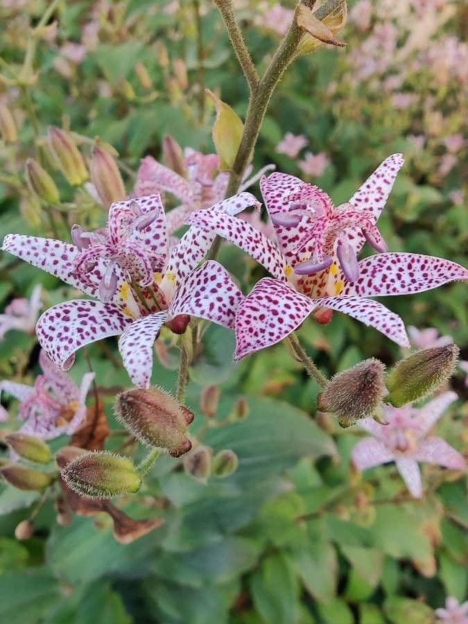 Tricyrtis 3