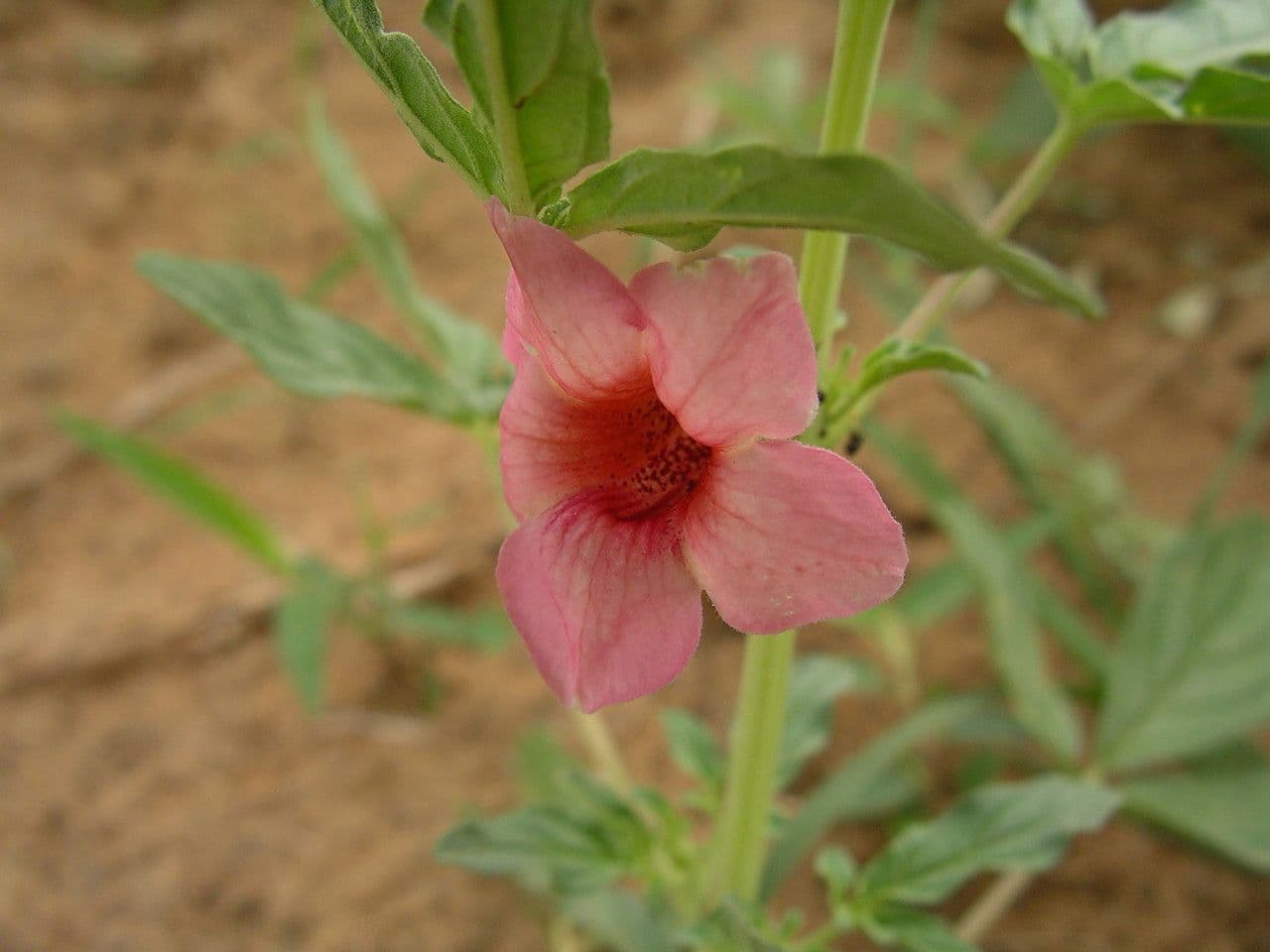 Sesamo alato 10