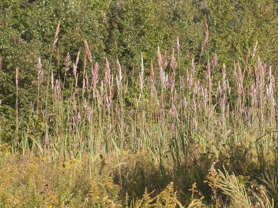 Canna 9