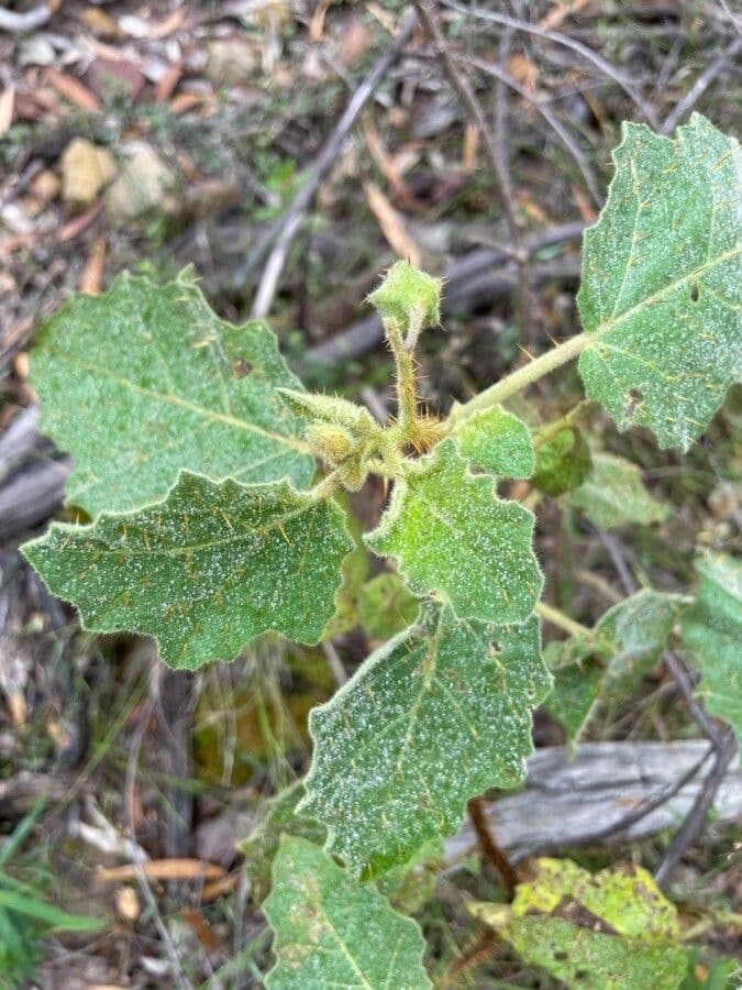 Solanum 18
