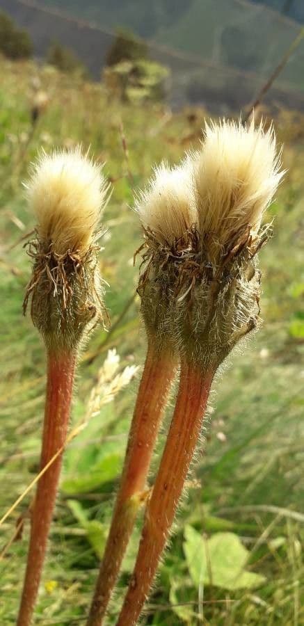 Hypochaeris uniflora 4