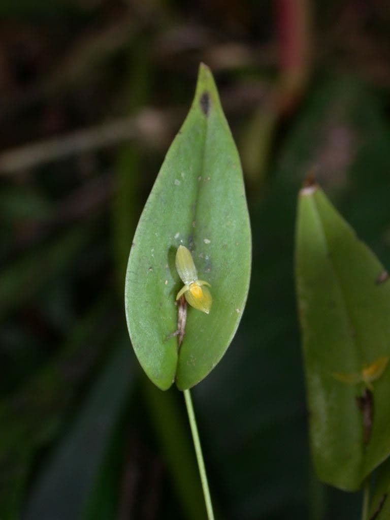 Pleurothallis 7