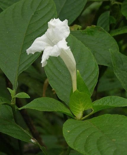 Ruellia 10