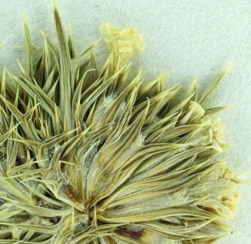 Navarretia 2