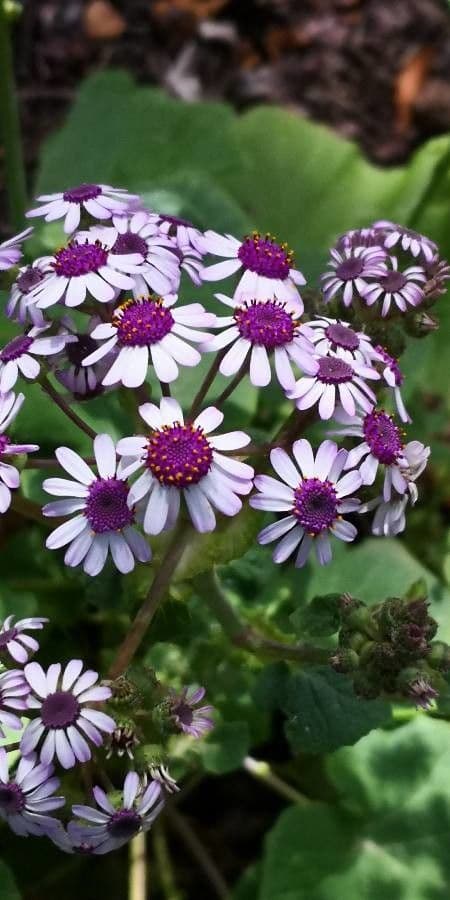 Pericallis