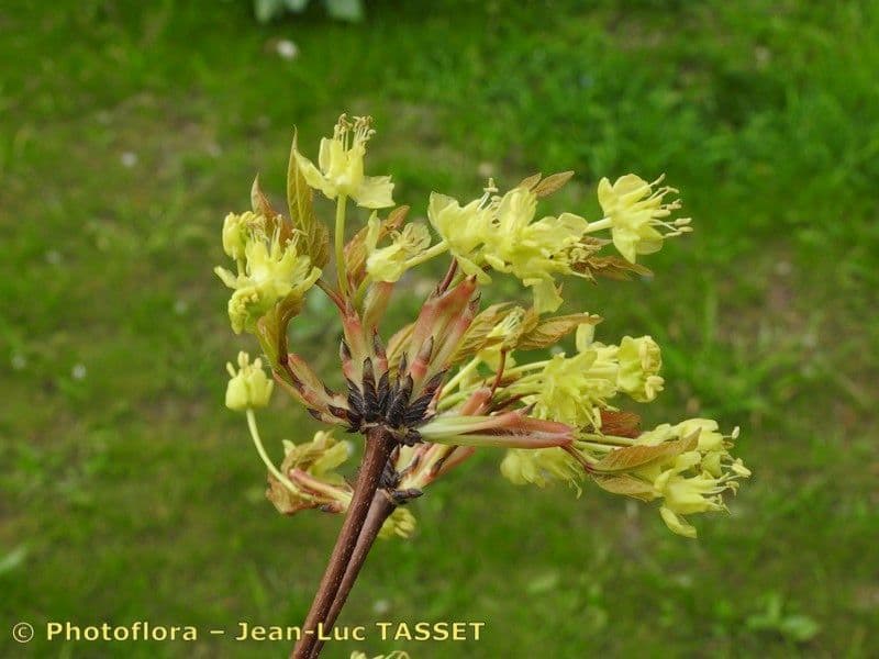 Acero 8