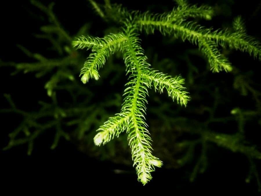 Lycopodiella cernua 12