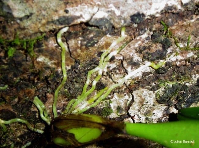 Orchidea ombrello pallida 11
