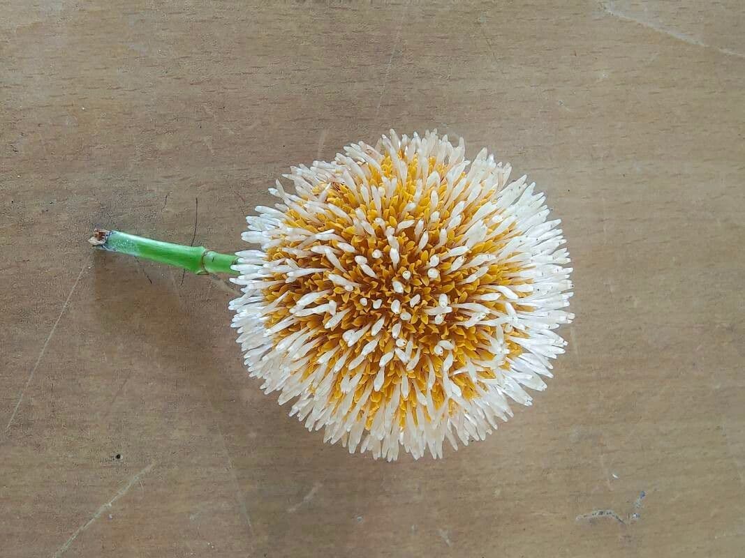 Kadamba 6
