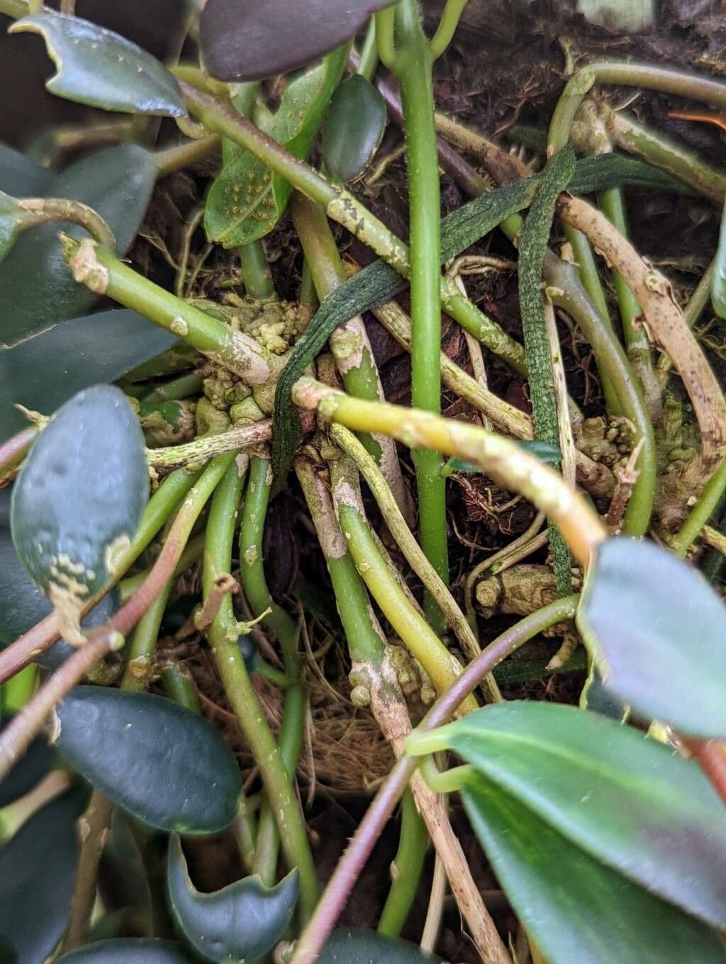 Aeschynanthus 8
